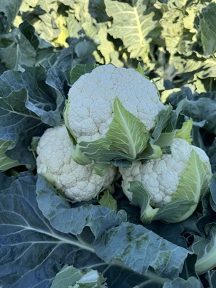 Cauliflower