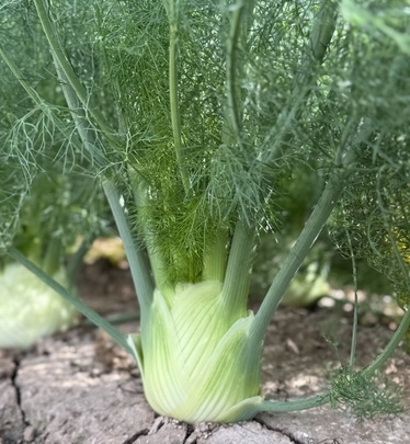 Fennel