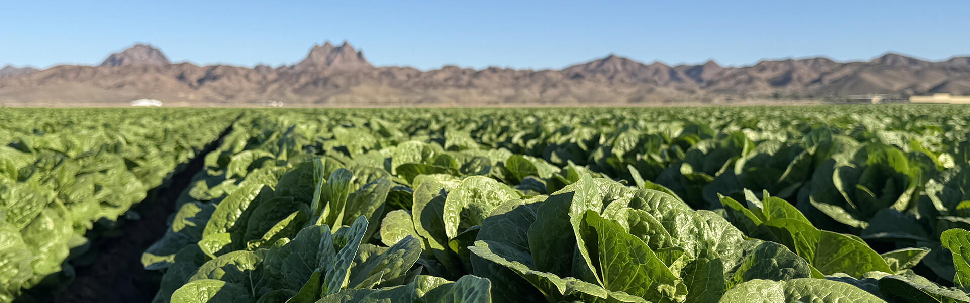 Pasquelini lettuce field