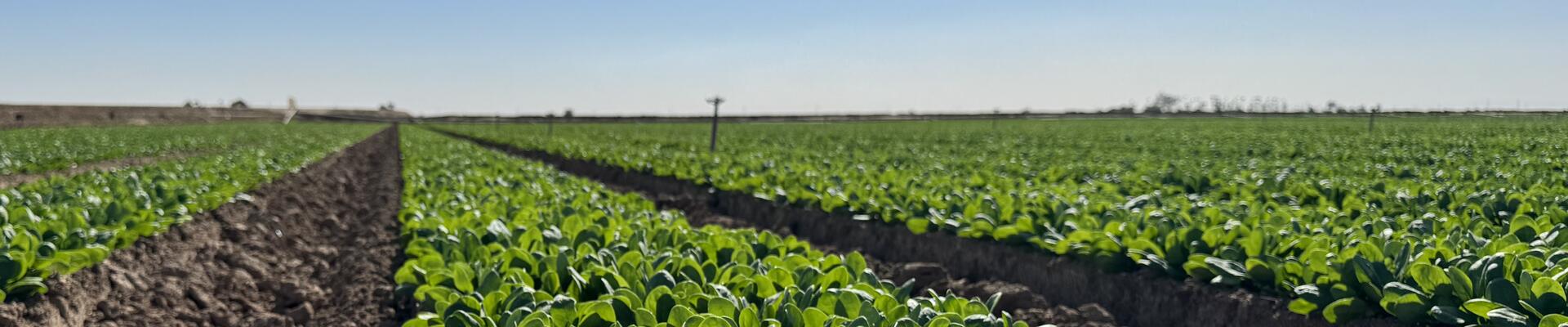 Crops and Blue Sky