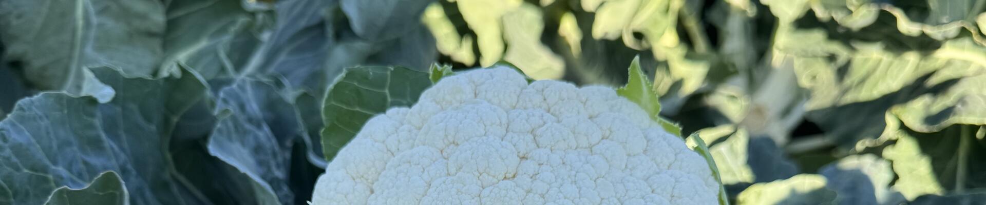 Cauliflower