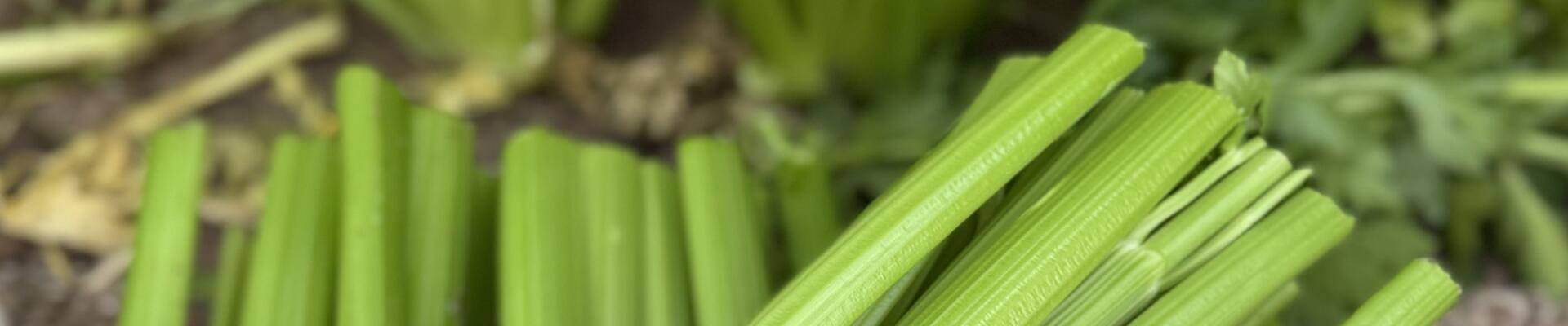 Celery
